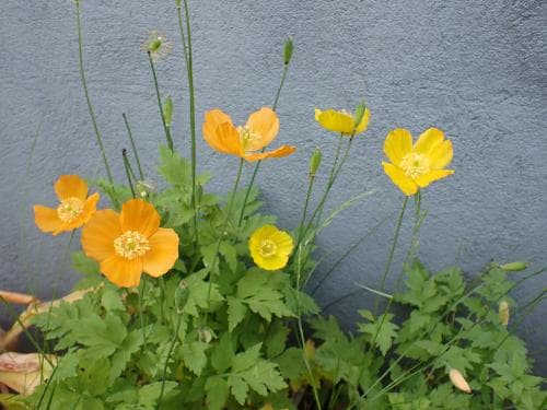 engelsk vallmo Papaver cambricum