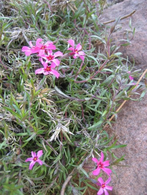 mossflox Phlox subulata