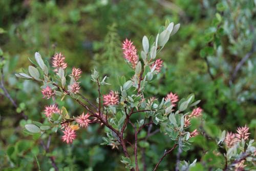 odonvide Salix myrtilloides