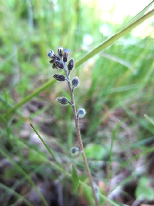 backförgätmigej Myosotis ramosissima