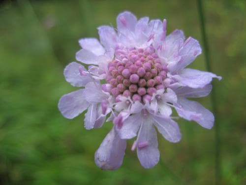 fältvädd Scabiosa columbaria