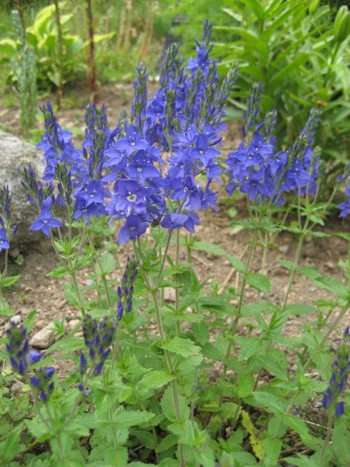 praktveronika Veronica austriaca subsp. teucrium