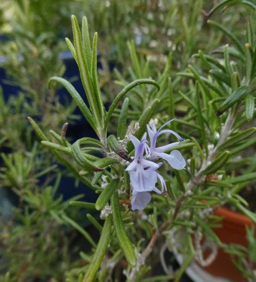 rosmarin Rosmarinus officinalis