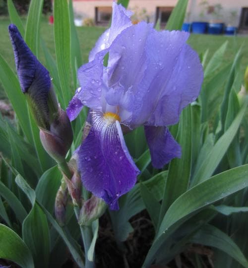 tyskiris Iris germanica