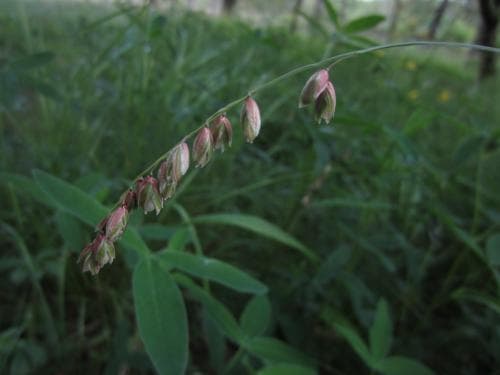 bergsslok Melica nutans