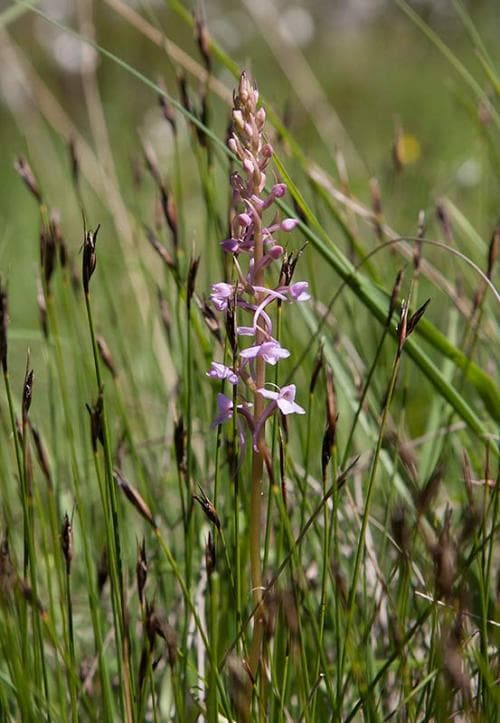 luktsporre Gymnadenia odoratissima