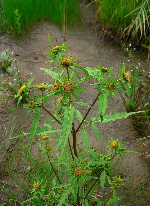 grönskära Bidens radiata