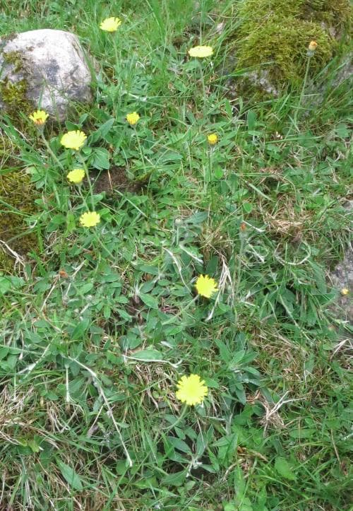 vanlig gråfibbla Pilosella officinarum subsp. officinarum