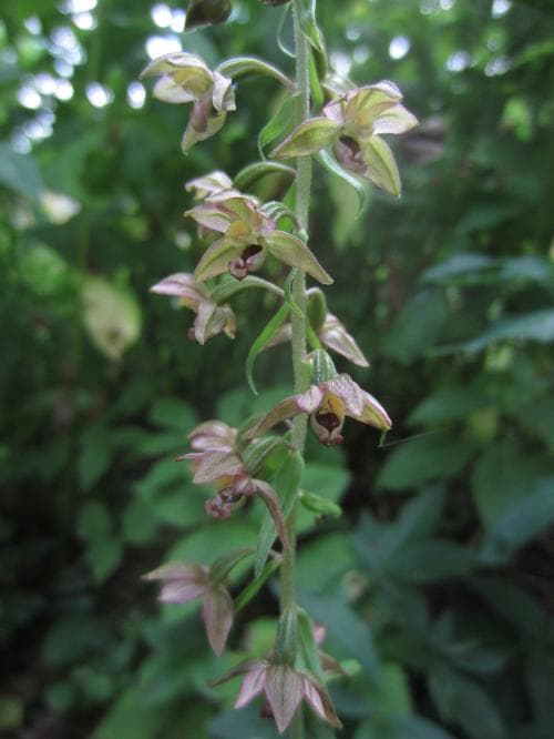 vanlig skogsknipprot Epipactis helleborine subsp. helleborine
