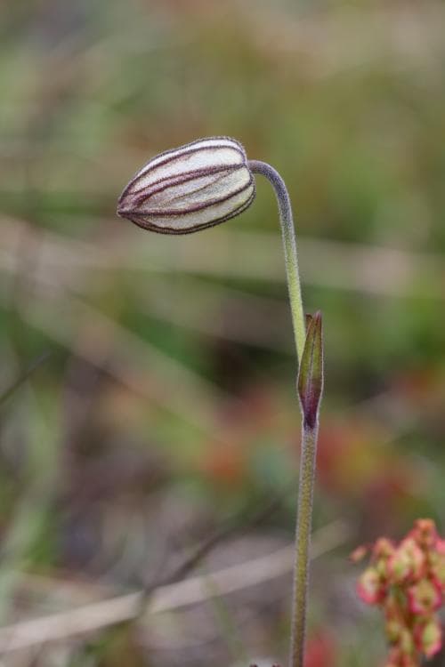 fjällblära Silene wahlbergella