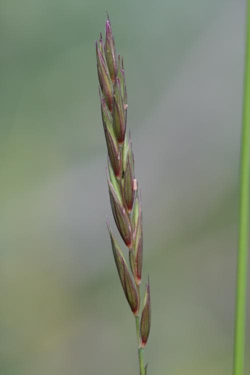lappelm Elymus mutabilis