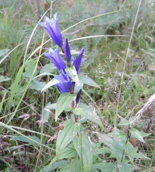 knippgentiana Gentiana asclepiadea