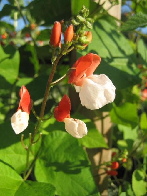 rosenböna Phaseolus coccineus