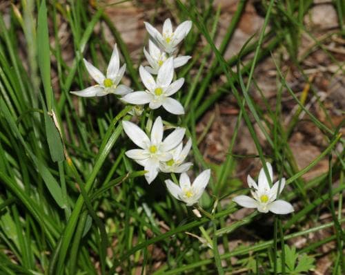 morgonstjärna Ornithogalum umbellatum