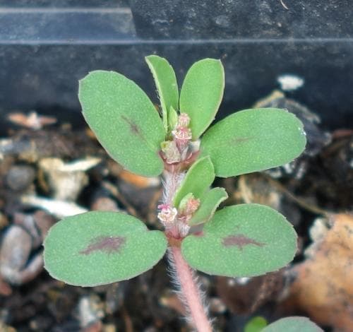 fläcktörel Euphorbia maculata