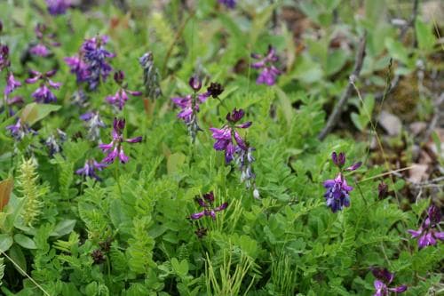 mörk fjällvedel Astragalus alpinus var. arcticus
