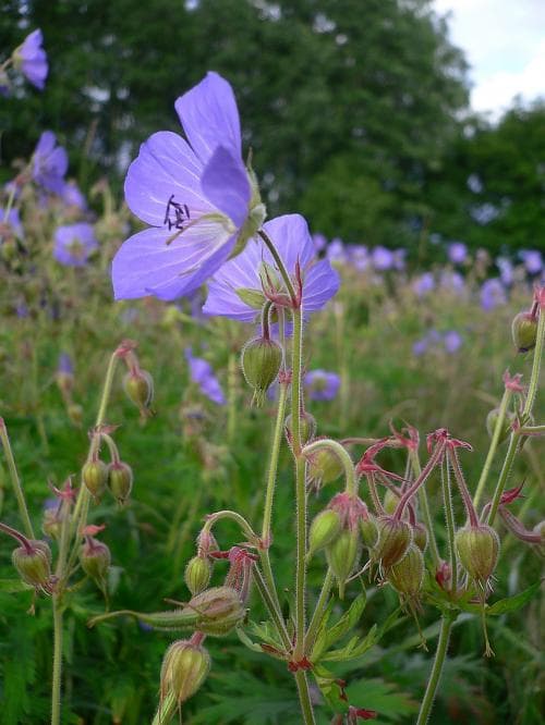 ängsnäva Geranium pratense