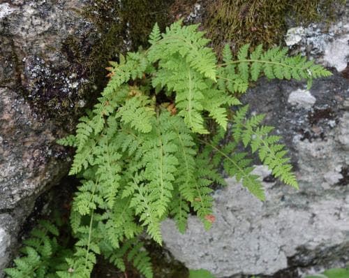 stenbräken Cystopteris fragilis