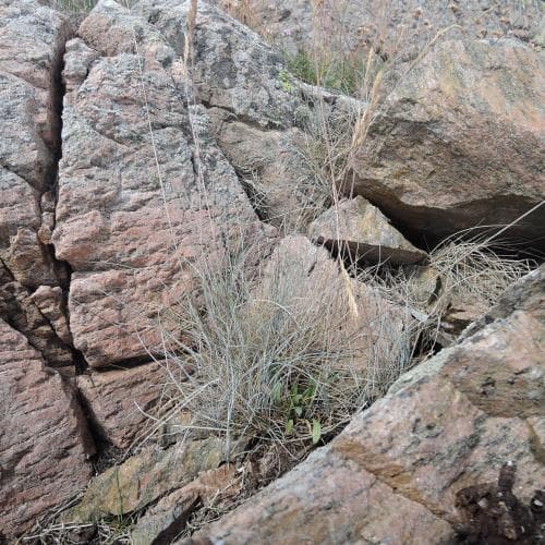 daggsvingel Festuca rubra subsp. juncea