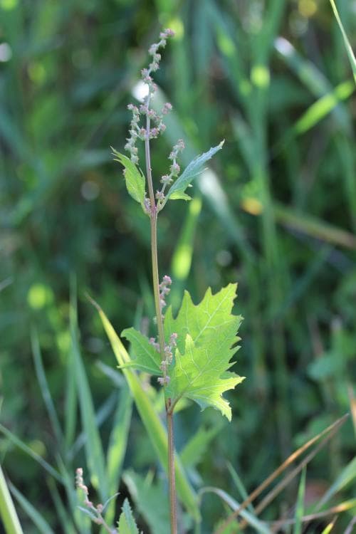 flikmålla Atriplex calotheca
