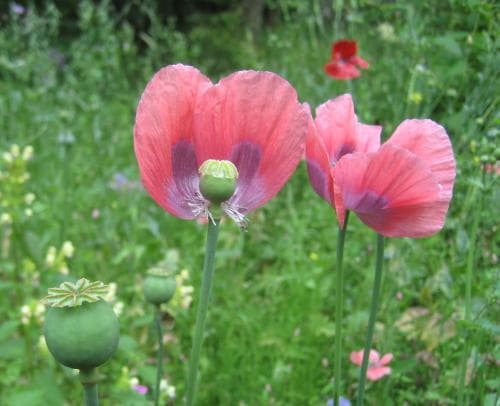 opievallmo Papaver somniferum