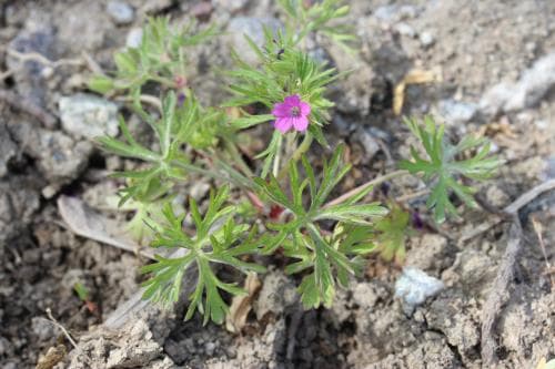 fliknäva Geranium dissectum