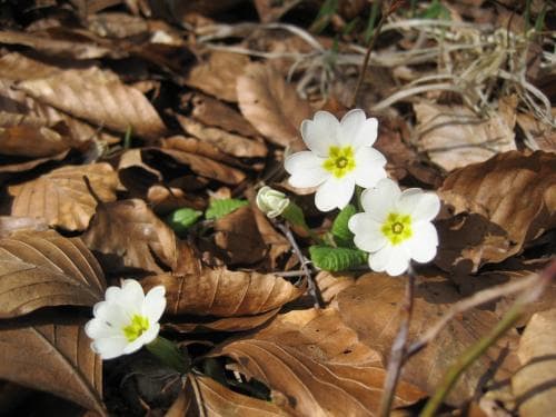 jordviva Primula vulgaris