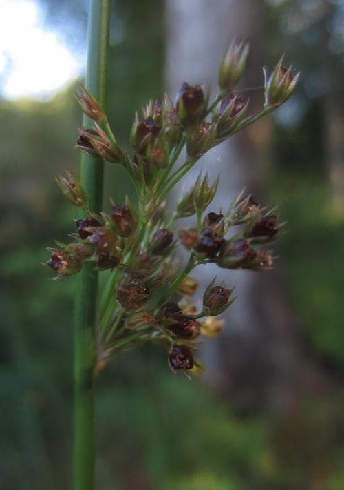 veketåg Juncus effusus