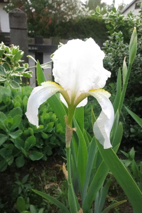 silveriris Iris pallida