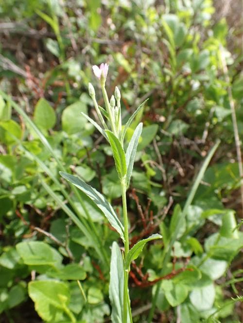 mörk dunört Epilobium obscurum