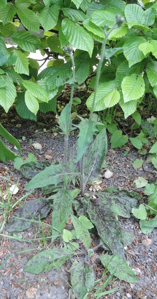 stänkfibbla Hieracium basifolium