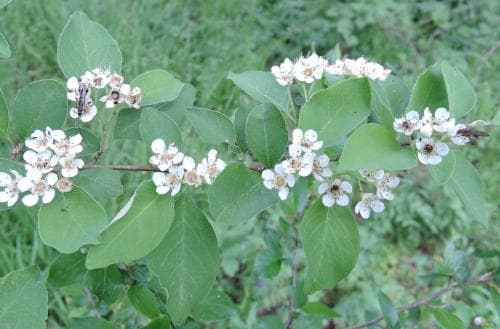 flockoxbär Cotoneaster multiflorus
