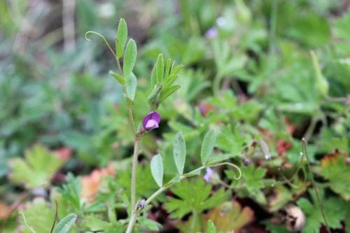 vårvicker Vicia lathyroides