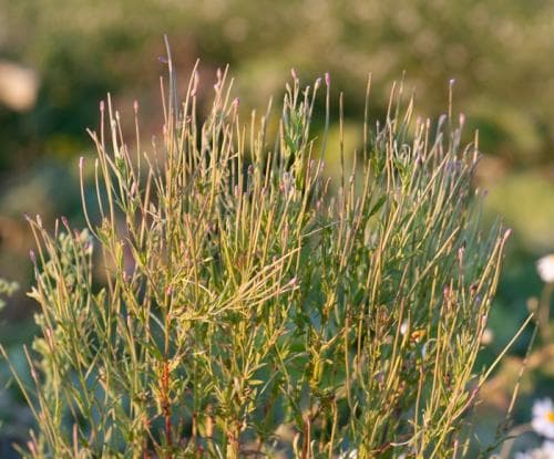 kantdunört Epilobium tetragonum