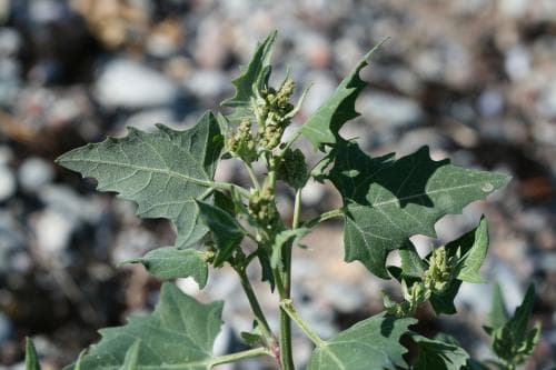 spjutmålla Atriplex prostrata