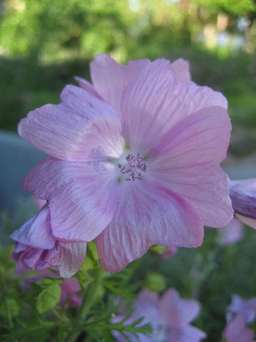myskmalva Malva moschata