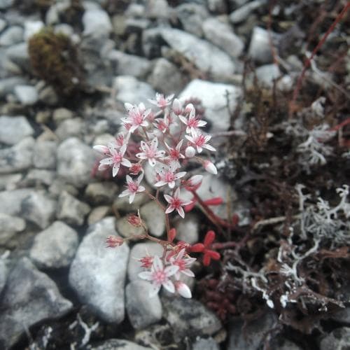 vit fetknopp Sedum album