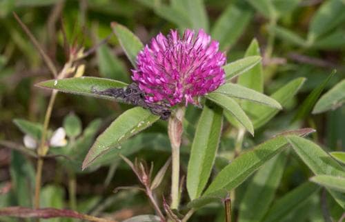 alpklöver Trifolium alpestre