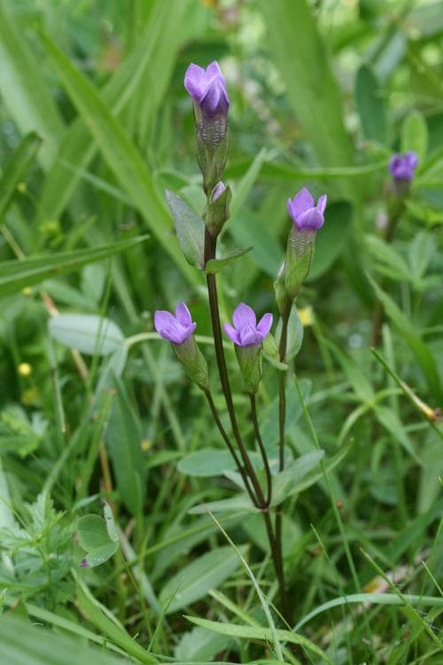 tidig fältgentiana Gentianella campestris var. suecica