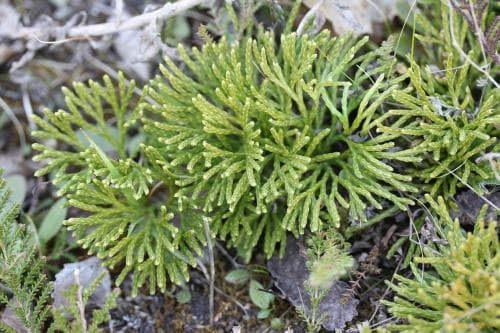 cypresslummer Lycopodium tristachyum