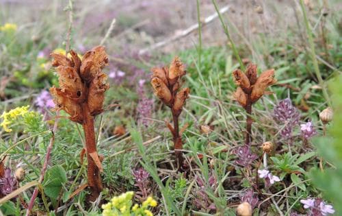 timjansnyltrot Orobanche alba