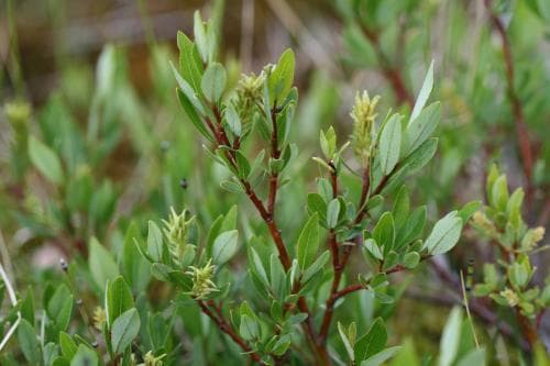 risvide Salix arbuscula