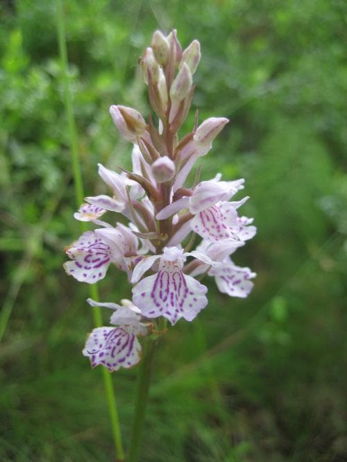 Jungfru Marie nycklar Dactylorhiza maculata subsp. maculata
