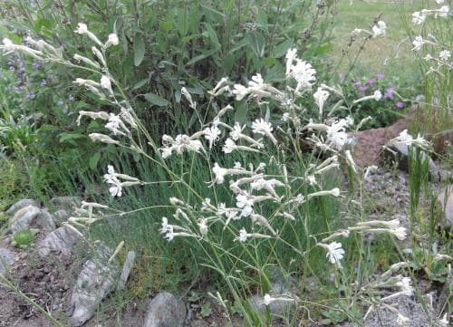 romarglim Silene italica