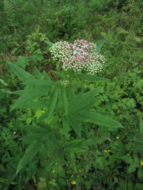 sommarfläder Sambucus ebulus