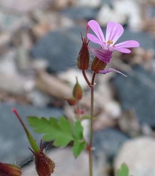 vanlig stinknäva Geranium robertianum var. robertianum