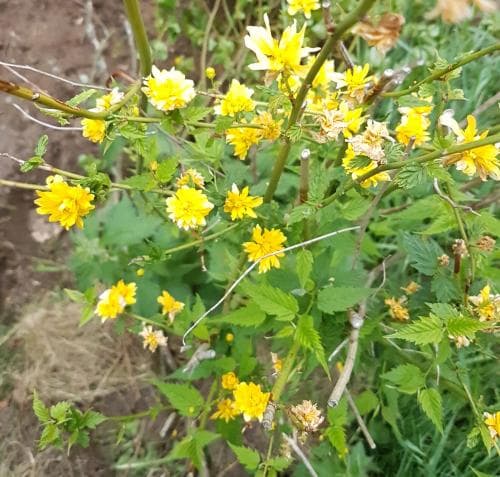 kerria Kerria japonica