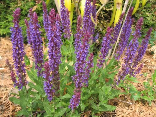 stäppsalvia Salvia nemorosa