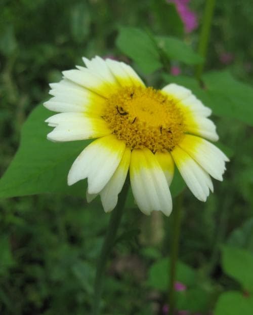 kranskrage Glebionis coronaria