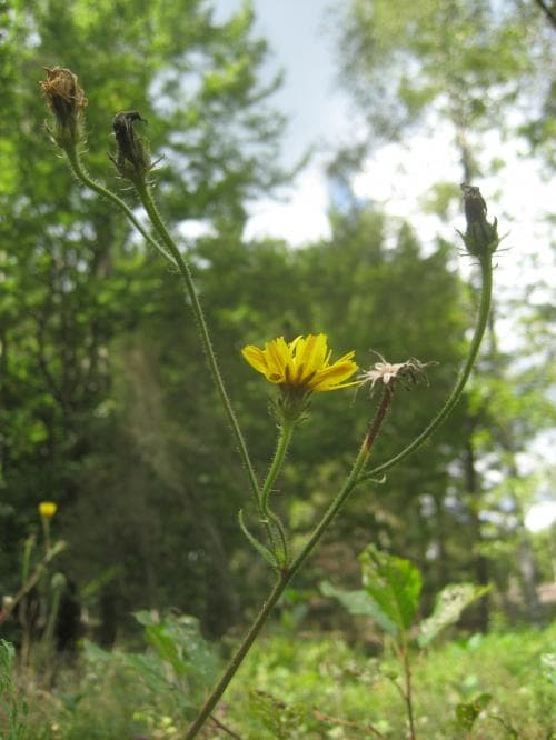 bitterfibbla Picris hieracioides